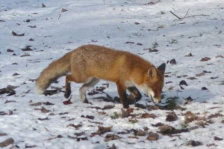 Der Rotfuchs